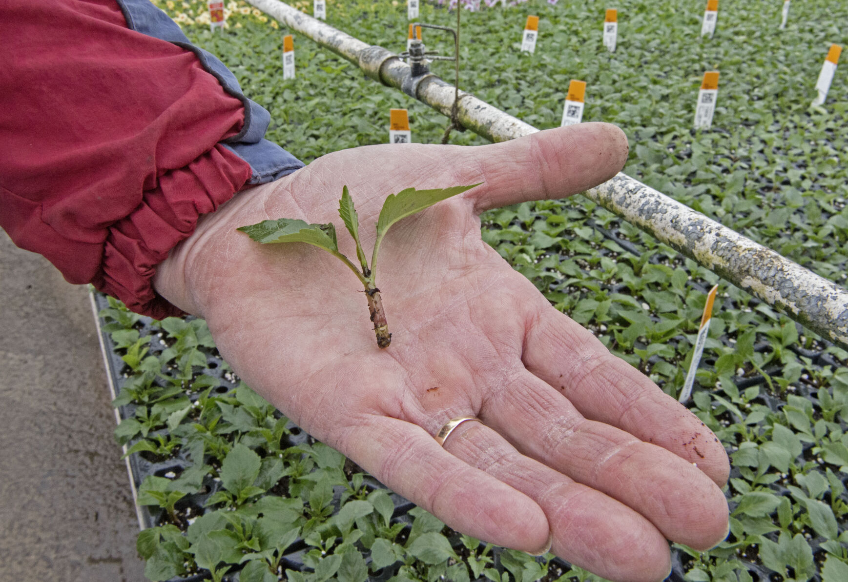 Greenhouse at Frysville Farms